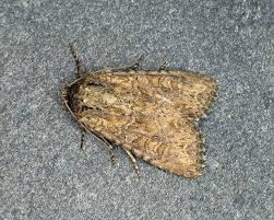 Attēlu rezultāti vaicājumam “Apamea remissa”