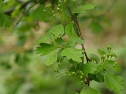 Attēlu rezultāti vaicājumam “Crataegus monogyna subsp. nordica”