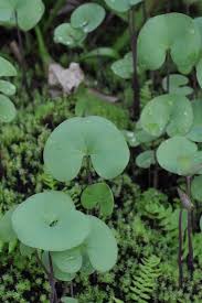 Attēlu rezultāti vaicājumam “Utricularia intermedia leaf”