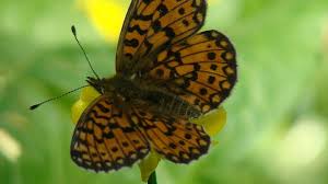 Attēlu rezultāti vaicājumam “Clossiana selene”