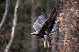 Attēlu rezultāti vaicājumam “Aquila chrysaetos adult”