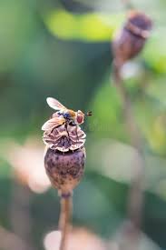 Attēlu rezultāti vaicājumam “Gymnosoma sp.”
