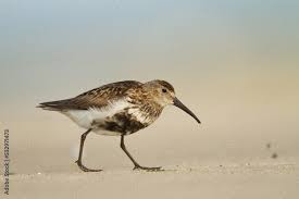 Attēlu rezultāti vaicājumam “Calidris alpina adult”
