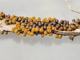 Attēlu rezultāti vaicājumam “Trichia sp.”