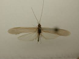 Attēlu rezultāti vaicājumam “Oecetis ochracea”