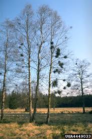 Attēlu rezultāti vaicājumam “Taphrina betulina”