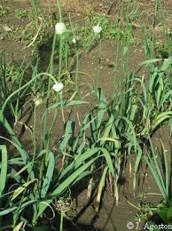 Attēlu rezultāti vaicājumam “Allium sativum”