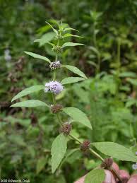 Attēlu rezultāti vaicājumam “Mentha arvensis flower”