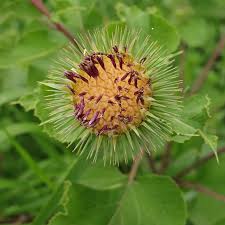 Attēlu rezultāti vaicājumam “Arctium nemorosum”