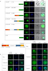Attēlu rezultāti vaicājumam “Symphytocarpus impexus plasmodium”