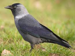 Attēlu rezultāti vaicājumam “Corvus monedula”