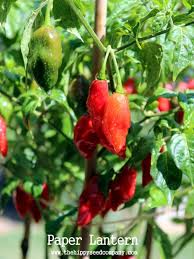 Afbeeldingsresultaat voor paper lantern hot pepper