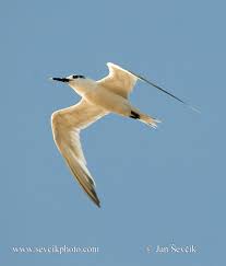 Attēlu rezultāti vaicājumam “Sterna sandvicensis”