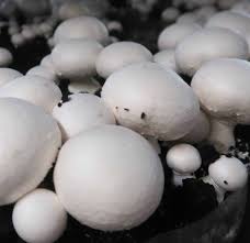 Attēlu rezultāti vaicājumam “Agaricus”