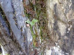 Attēlu rezultāti vaicājumam “Licea pusilla sessile”