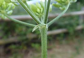 Attēlu rezultāti vaicājumam “Pastinaca sativa subsp. sylvestris”