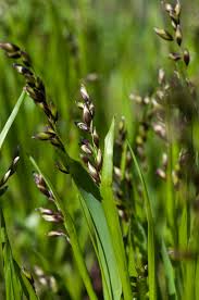 Attēlu rezultāti vaicājumam “Melica nutans”