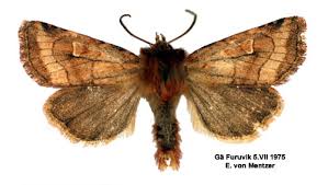 Attēlu rezultāti vaicājumam “Eriopygodes imbecilla”