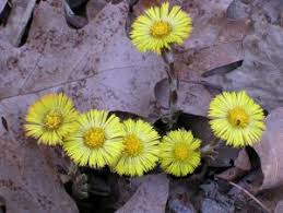 Attēlu rezultāti vaicājumam “Tussilago farfara fruit”