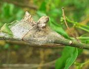 Attēlu rezultāti vaicājumam “Yponomeuta malinellus / cagnagella larva”