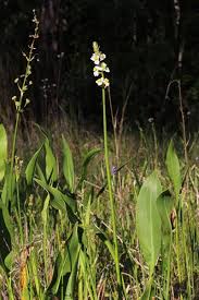 Attēlu rezultāti vaicājumam “Alismataceae”