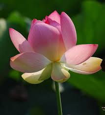 Attēlu rezultāti vaicājumam “Lotus sp. flower”