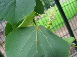 Attēlu rezultāti vaicājumam “Tilia x vulgaris”