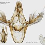 Attēlu rezultāti vaicājumam “Sciota adelphella”
