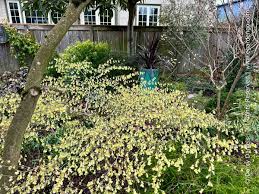 Attēlu rezultāti vaicājumam “Kurzia pauciflora”