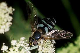 Attēlu rezultāti vaicājumam “Didea alneti”