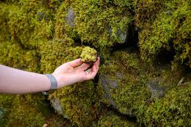 Attēlu rezultāti vaicājumam “moss”