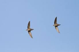 Image result for Chaetura pelagica