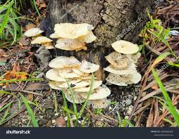 Attēlu rezultāti vaicājumam “Lentinellus ursinus”