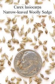 Attēlu rezultāti vaicājumam “Carex lasiocarpa male flower”