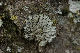 Attēlu rezultāti vaicājumam “Phaeophyscia orbicularis”