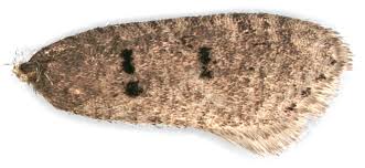 Attēlu rezultāti vaicājumam “Luquetia lobella”