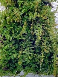 Attēlu rezultāti vaicājumam “Plagiomnium cuspidatum sporophyte”