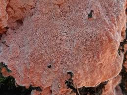 Attēlu rezultāti vaicājumam “Rhodonia placenta”