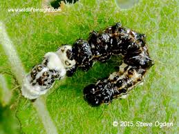 Attēlu rezultāti vaicājumam “Acronicta alni larva”