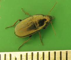 Attēlu rezultāti vaicājumam “Amara sp.”