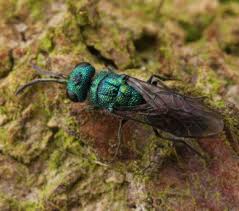 Attēlu rezultāti vaicājumam “Chrysididae”