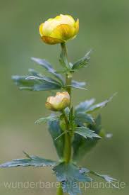 Image result for Trollblume