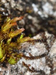 Attēlu rezultāti vaicājumam “Orthotrichum, Nyholmiella”