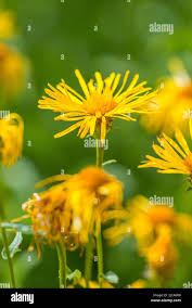 Attēlu rezultāti vaicājumam “Inula salicina leaf”