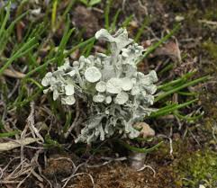 Attēlu rezultāti vaicājumam “Ramalina fastigiata”