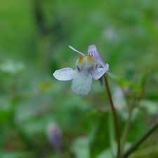Attēlu rezultāti vaicājumam “Cymbalaria muralis”