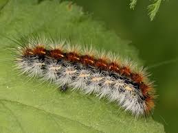 Attēlu rezultāti vaicājumam “Rhyparia purpurata”