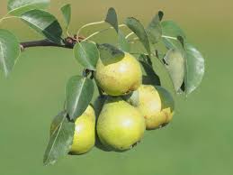 Attēlu rezultāti vaicājumam “Pyrus pyraster leaf”