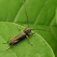 Attēlu rezultāti vaicājumam “Saperda scalaris”