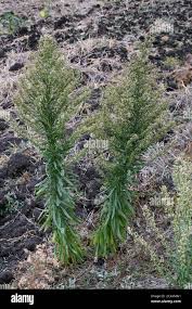 Attēlu rezultāti vaicājumam “Erigeron canadensis”